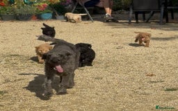 Labradoodle dogs for sale: F1b 3rd generation Labradoodles  - Image 17