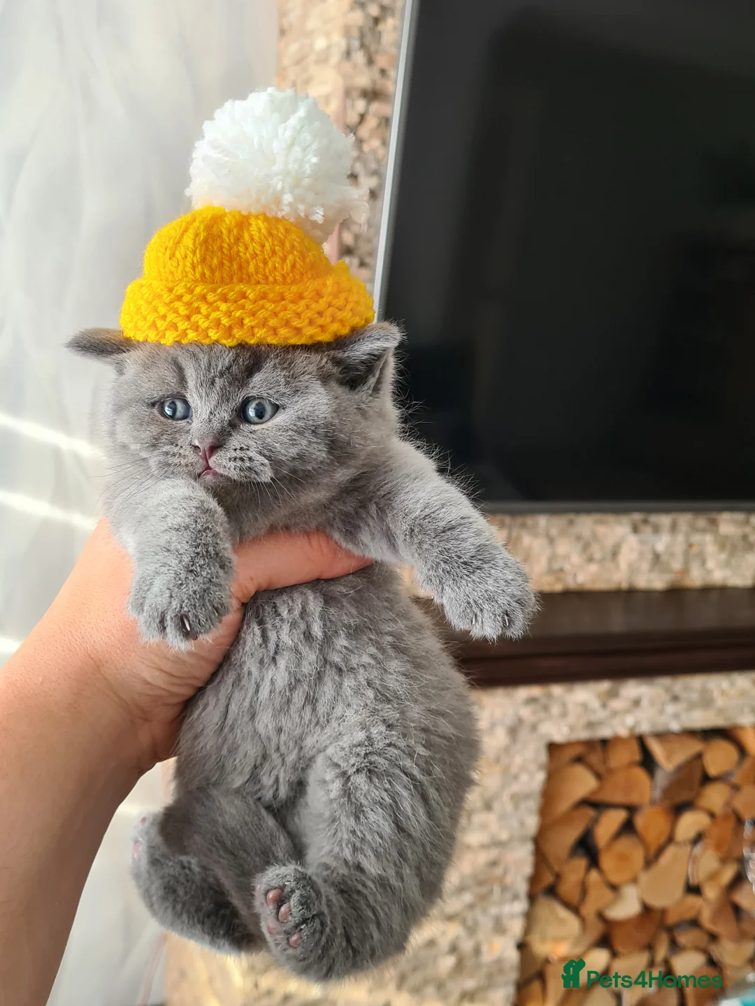 British Shorthair cats for sale: Lovely British shorthair looking for new home  - Advert 1