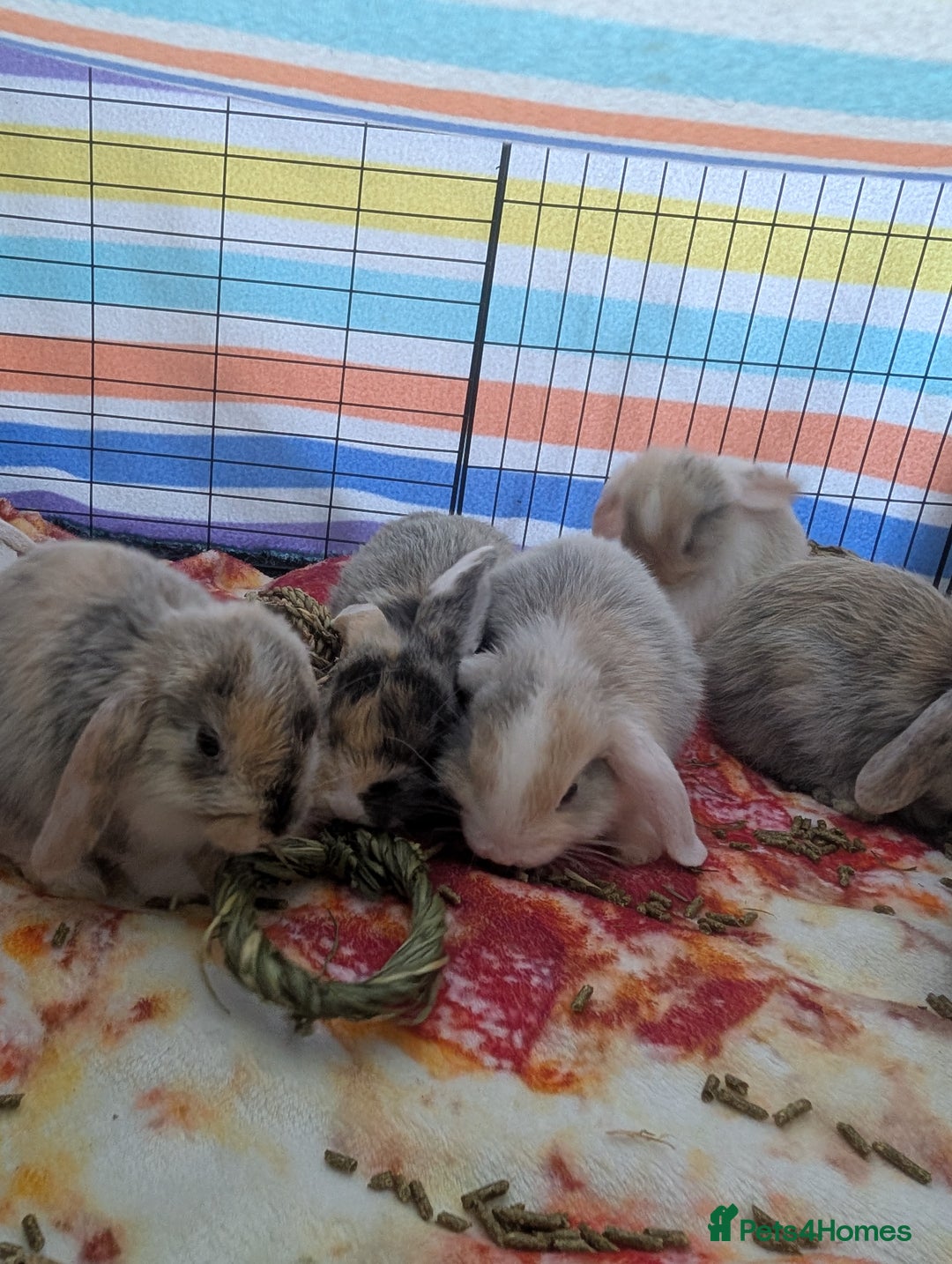 English Lop rabbits for sale: Beautiful baby bunnies  - Image 6