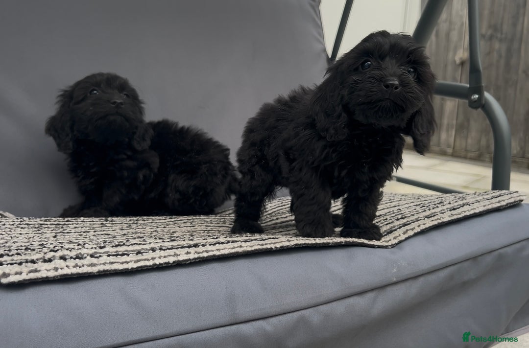 Cockapoo dogs for sale: Cockapoo Puppies  - Image 3