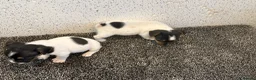 Jack Russell dogs for sale: Traditional Jack Russell Puppies  - Advert 8