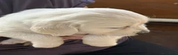Golden Retriever dogs for sale: 🐾 Beautiful Golden Retriever Puppies - Advert 4