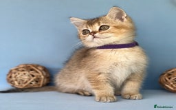 British Shorthair cats for sale: Stunning British shorthair kittens AN 12 GCCF  - Image 12