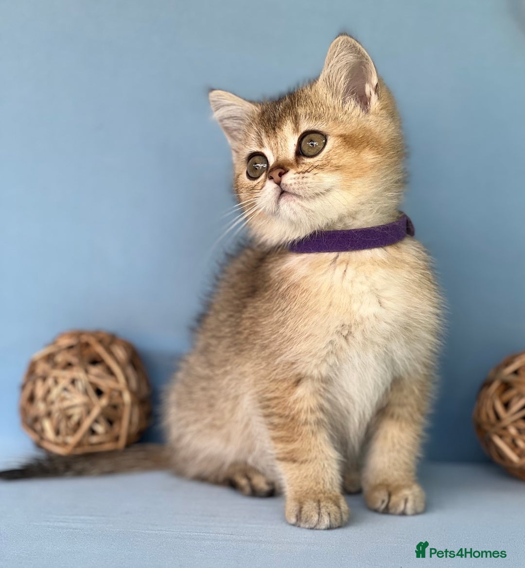 British Shorthair cats for sale: Stunning British shorthair kittens AN 12 GCCF  - Image 12