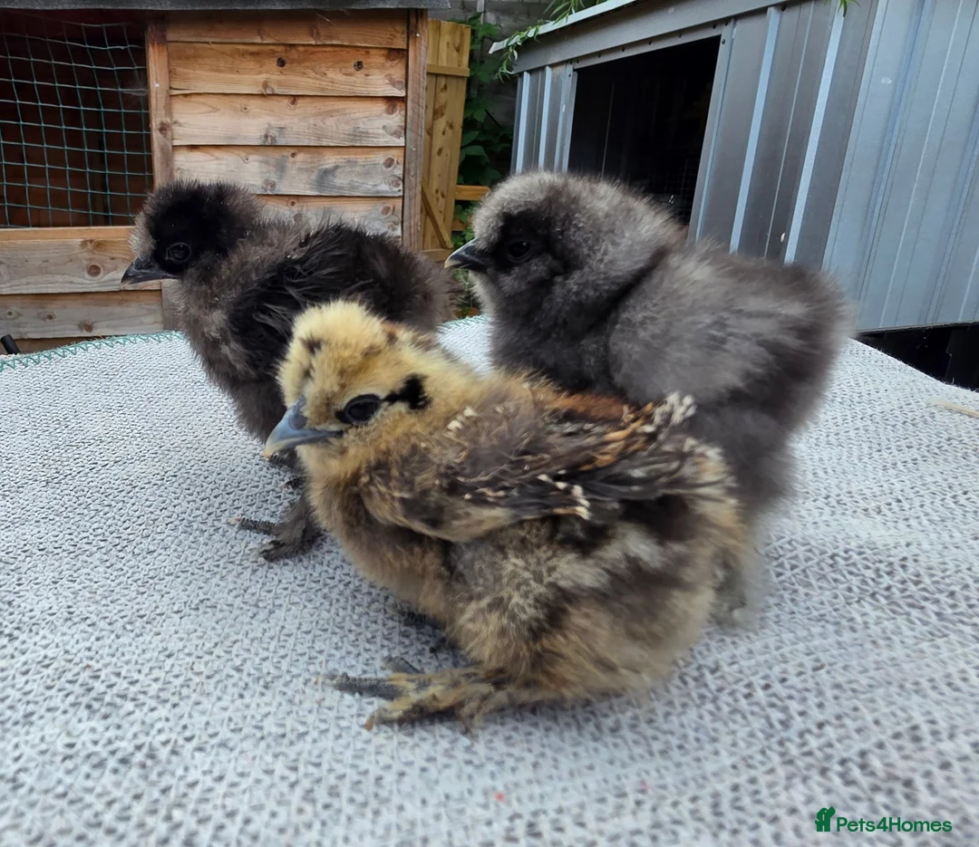 Chickens poultry for sale: USA Silkie Chicks - Advert 2