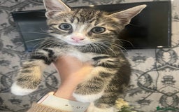 Mixed Breed cats for sale: Kittens ready for their new homes - Image 1