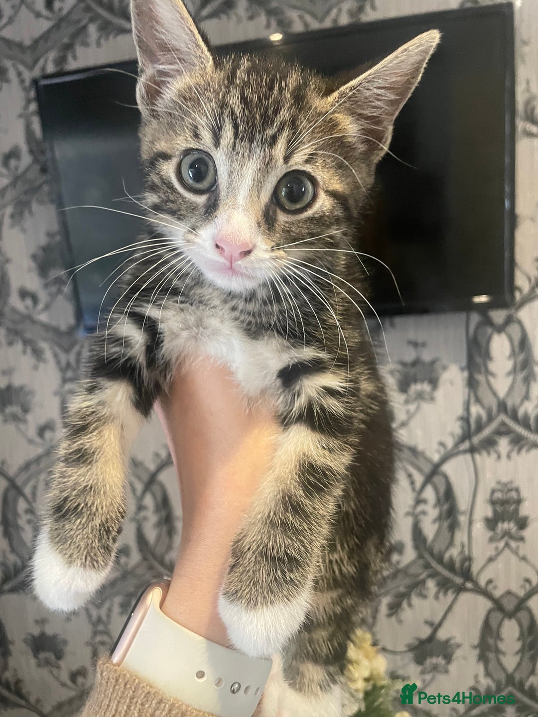 Mixed Breed cats for sale: Kittens ready for their new homes - Image 1