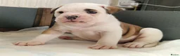 Alapaha Blue Blood Bulldog dogs for sale: Stunning Male IABBR Alapaha puppies - Advert 14