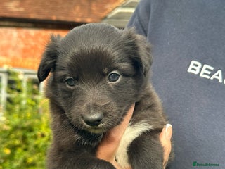 Mixed Breed dogs - Advert 2
