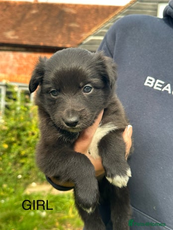 Mixed Breed dogs - Advert 1