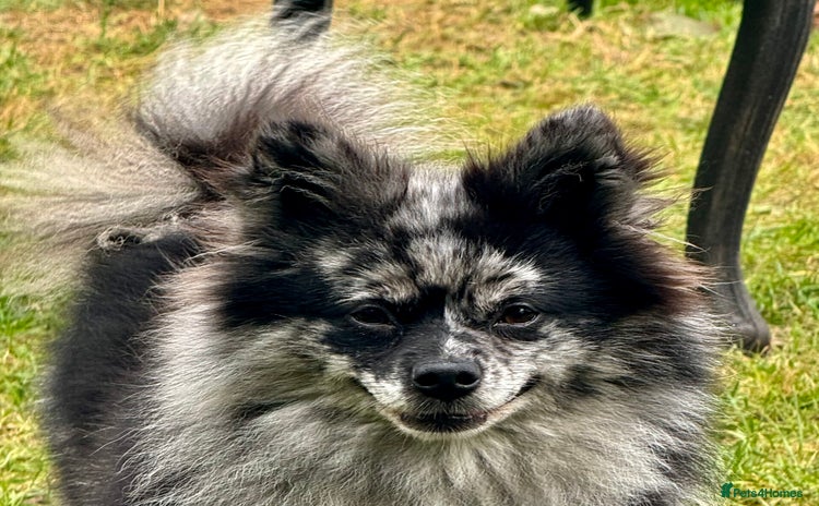 Pomeranian dogs - Advert 1
