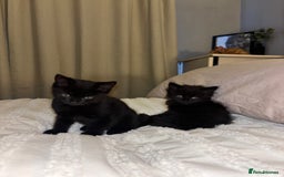 Mixed Breed cats for sale: 5 beautiful kittens - Advert 5