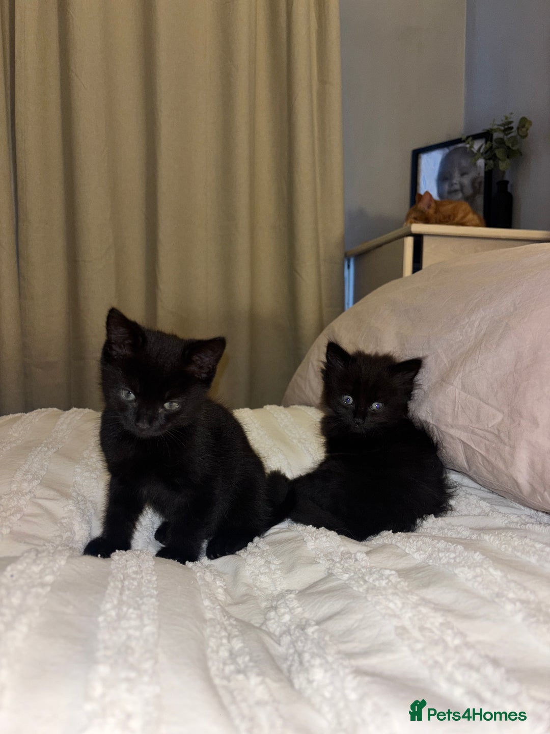 Mixed Breed cats for sale: 5 beautiful kittens - Advert 5