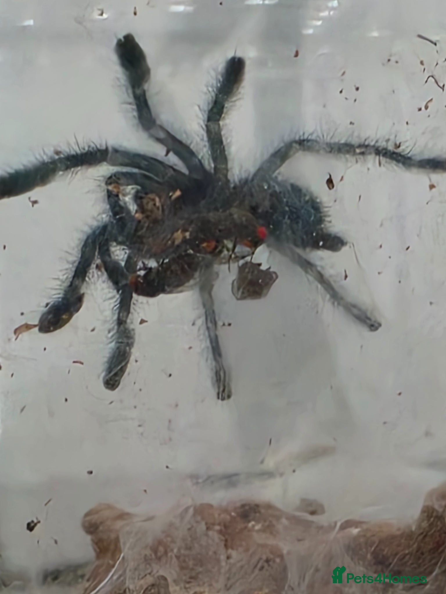 Tarantulas invertebrates for sale: ISO: Unwanted Tarantulas  in Wolverhampton - Advert 2
