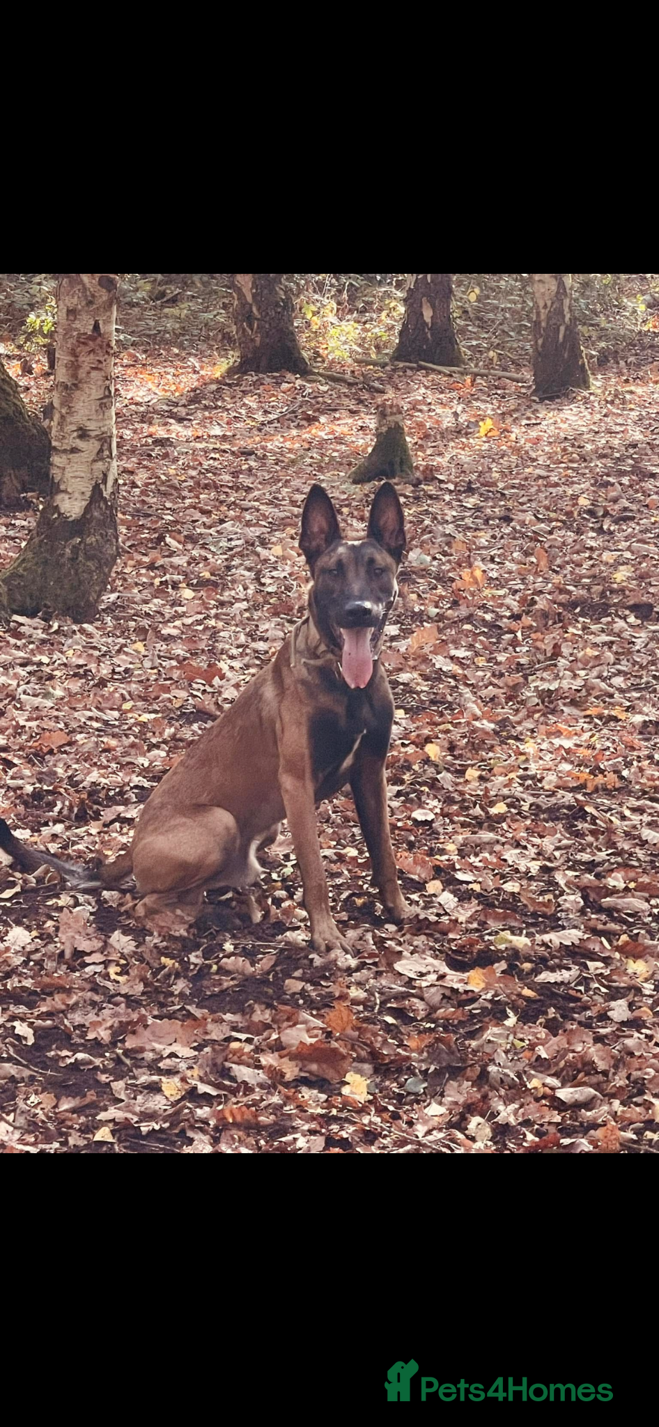 Belgian Shepherd Dog dogs Belgian Malinois Male Leeds - Advert 1