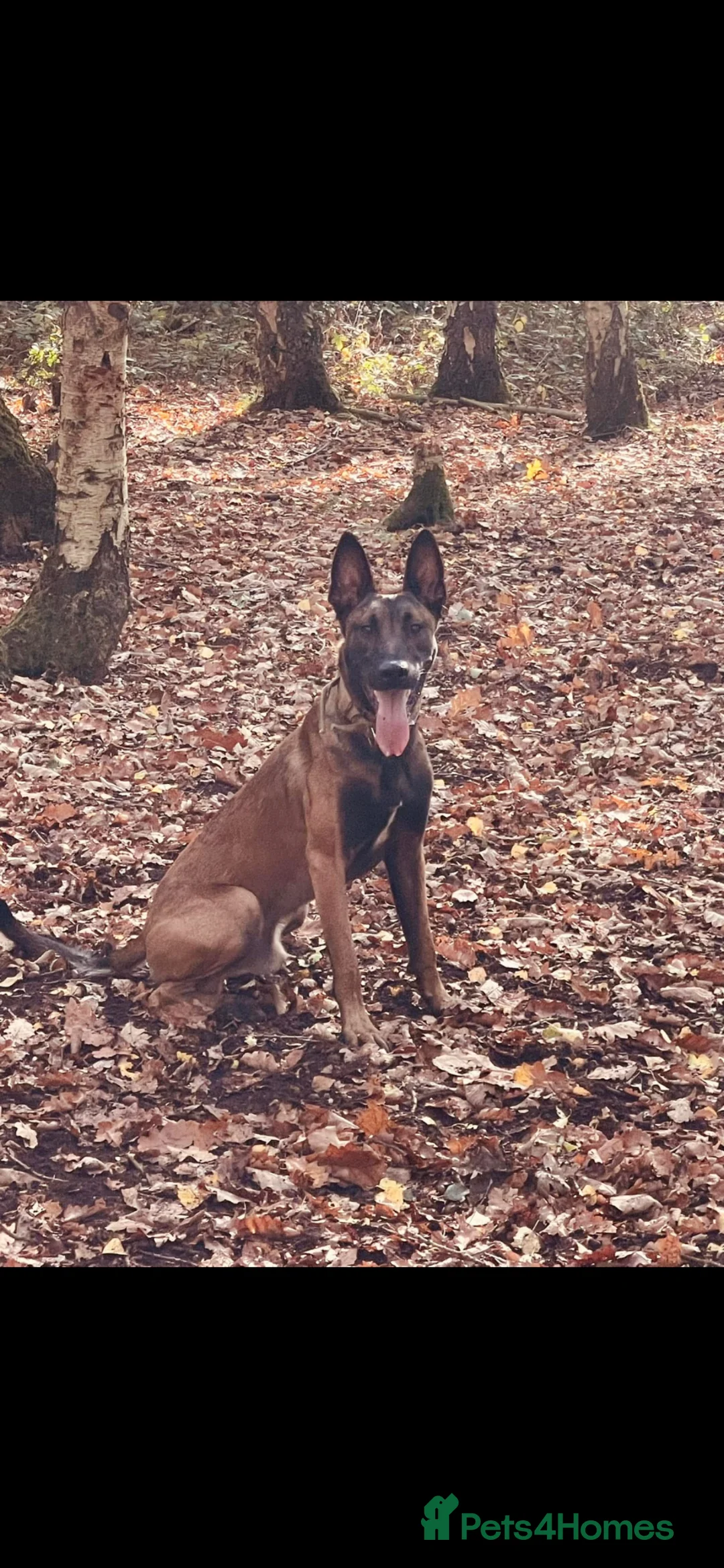 Belgian Shepherd Dog dogs for sale: Belgian Malinois Male Leeds - Advert 1