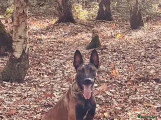 Belgian Shepherd Dog dogs Belgian Malinois Male Leeds - Advert 17