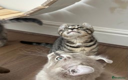 Keetso cats for sale: Reduced Ready now Last 1, Rare Jungle Curl Kittens in Portsmouth - Image 22
