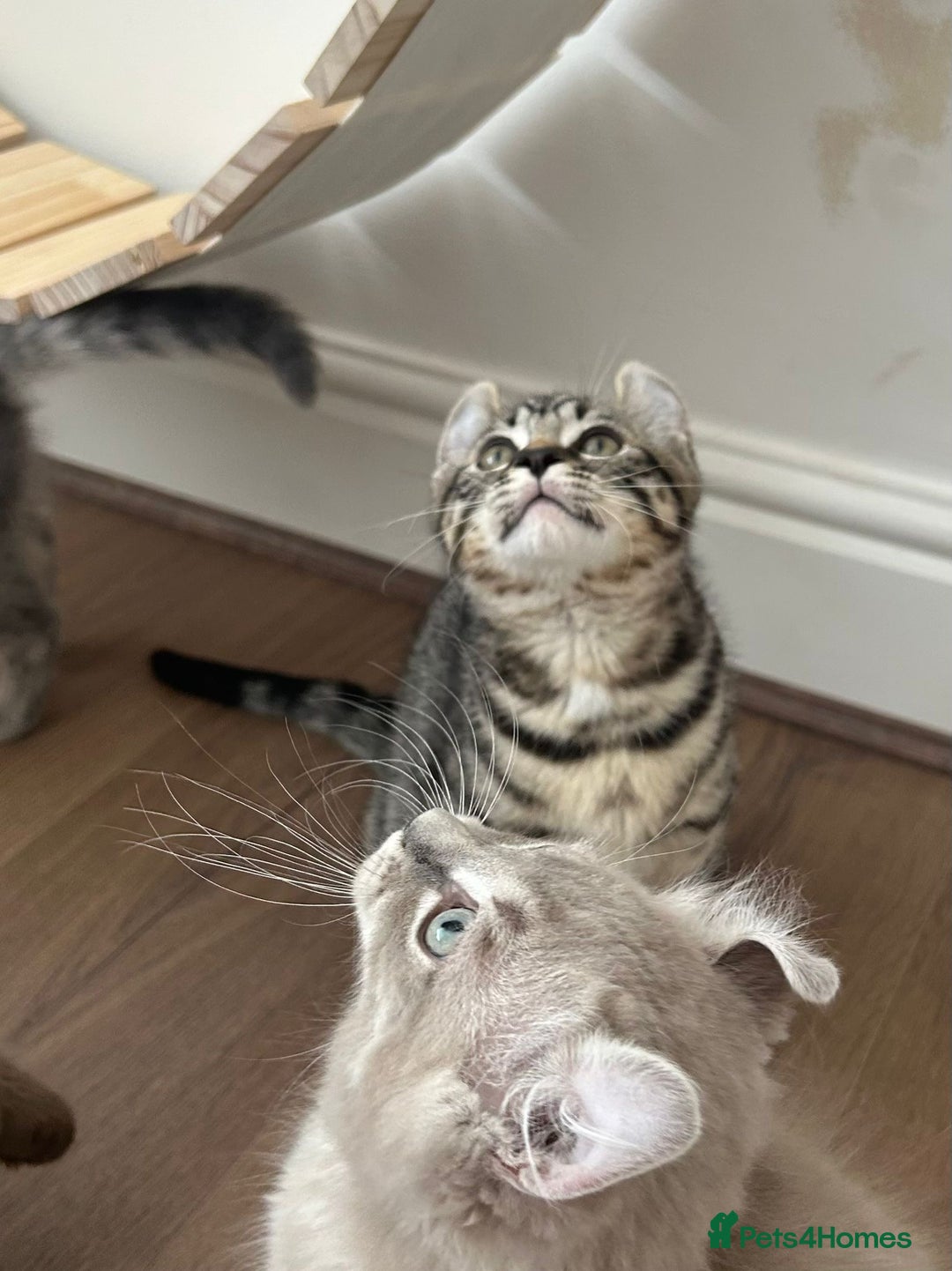 Keetso cats for sale: Reduced Ready now Last 1, Rare Jungle Curl Kittens in Portsmouth - Image 22