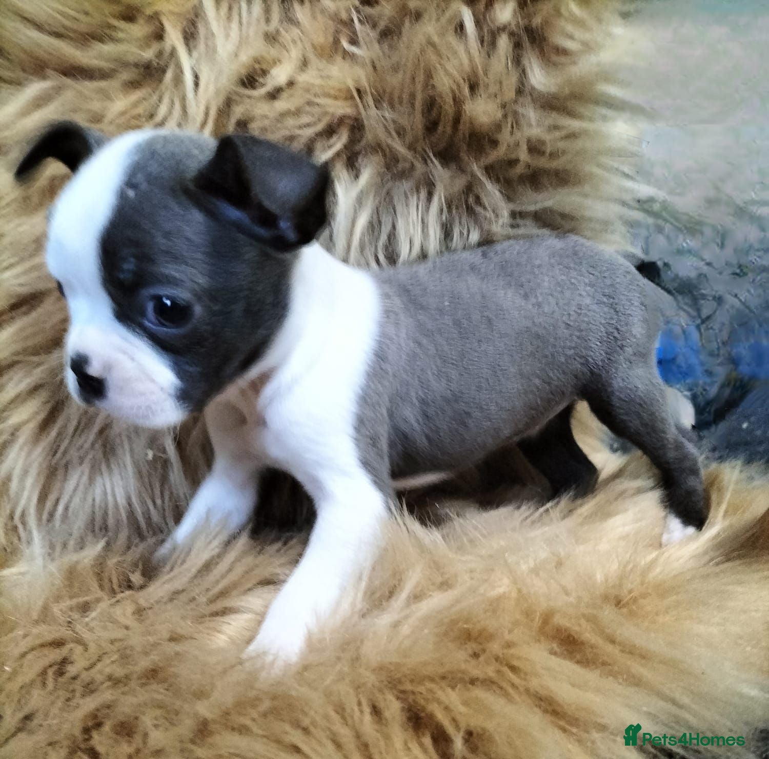 Boston Terrier dogs Kc Boston Terriers Exceptional puppies - Advert 6