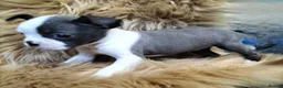 Boston Terrier dogs for sale: Kc Boston Terriers Exceptional puppies - Advert 5