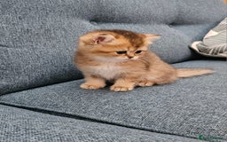Scottish Fold cats for sale: Excellent Scottish fold kittens  - Image 38
