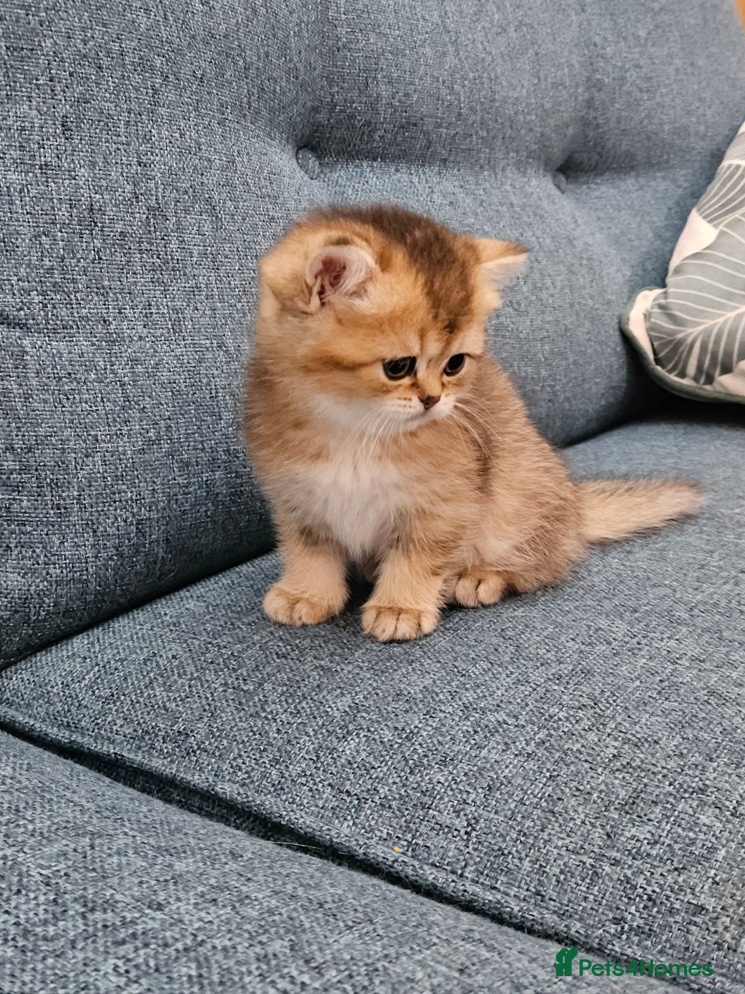 Scottish Fold cats for sale: Excellent Scottish fold kittens  - Image 38