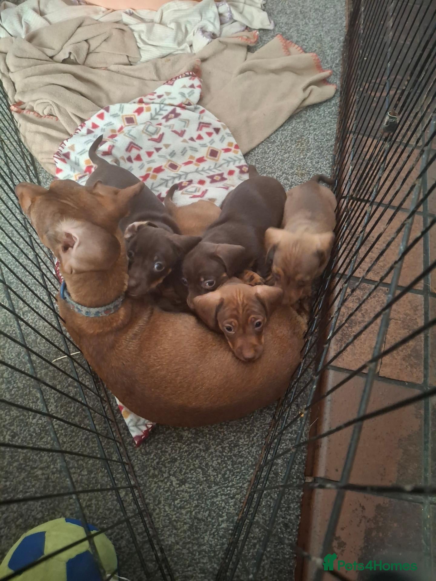 Dachshund dogs Dachshund puppies  - Advert 6