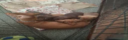 Dachshund dogs for sale: Dachshund puppies  - Advert 1