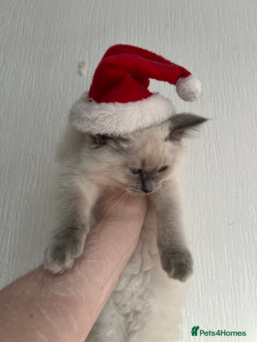 Mixed Breed cats for sale: Ragdoll mix girl needs new home - Advert 19