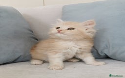 Maine Coon cats for sale: Big Chunky Maine Coon Kittens - Image 18