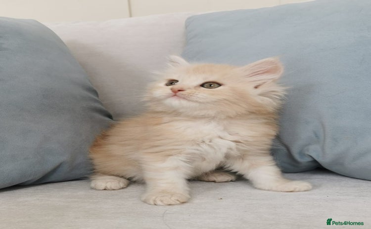 Maine Coon cats - Advert 3