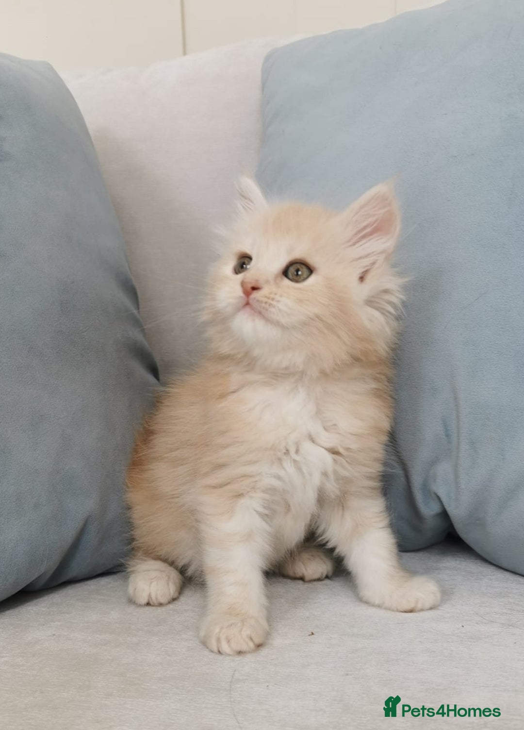Maine Coon cats for sale: Big Chunky Maine Coon Kittens - Image 18