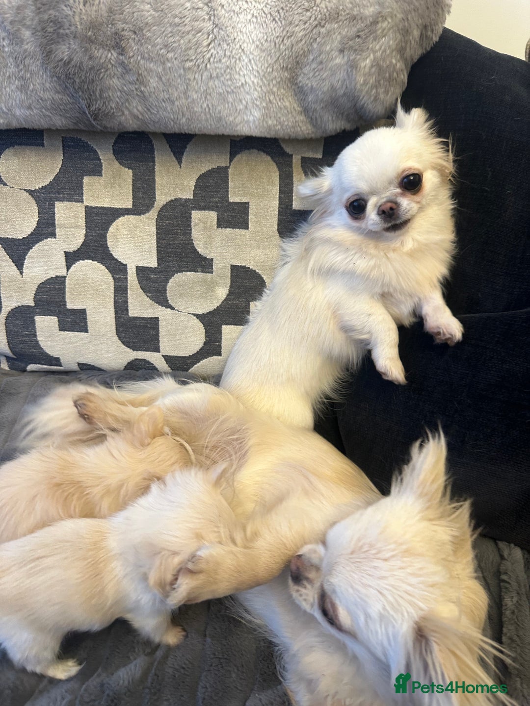 Chihuahua dogs for sale: KC Reg Russian and Czech Champions puppies L/C - Advert 20