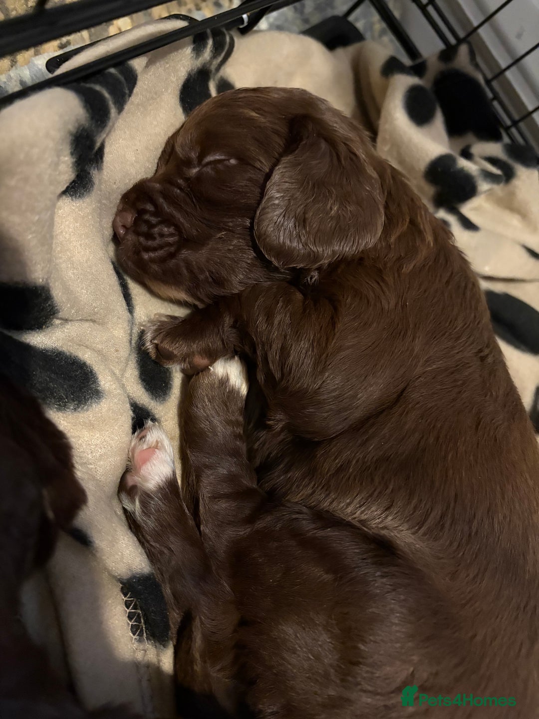 Cocker Spaniel dogs for sale: Stunning Show X Working cocker spaniels  - Advert 5