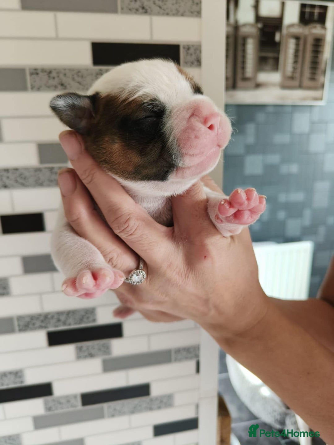 American Bulldog dogs for sale: American Bulldog puppies - Image 7