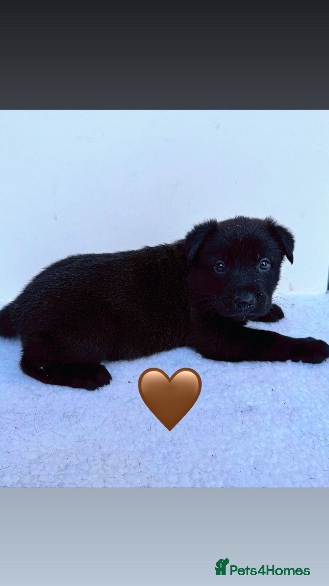 German Shepherd dogs for sale: Black Working Line German Shepherd Puppies - Image 7