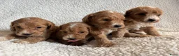 Cockapoo dogs for sale: F1bcockapoo puppies - DNA Health test clear  in Staines - Advert 22