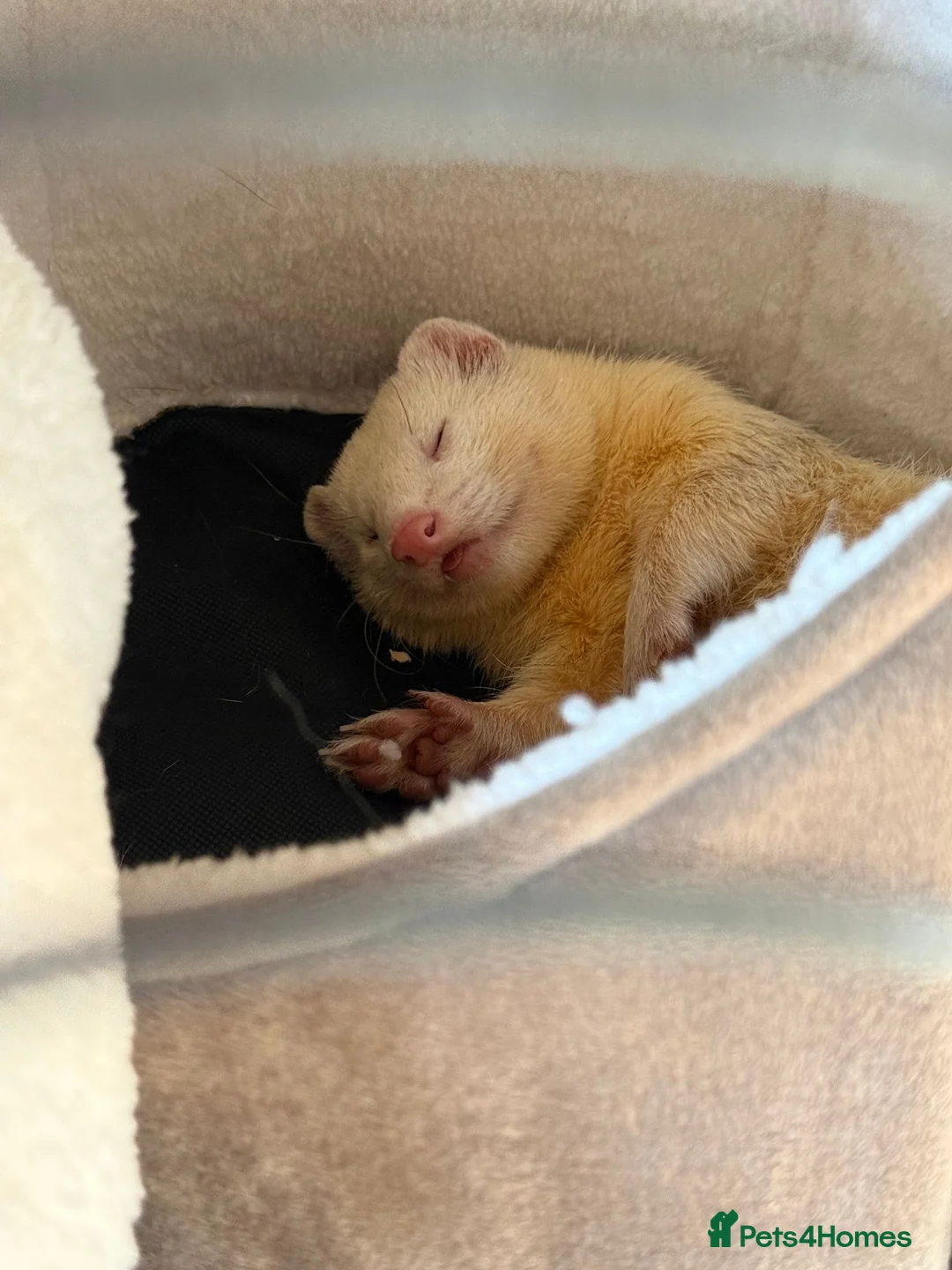 Ferret rodents for sale: 3 Year old Bonded Pair of Ferrets - Very Friendly - Advert 7