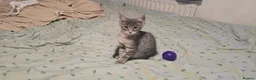 Maine Coon cats for sale: Maine Coon Kitten ready - Advert 17
