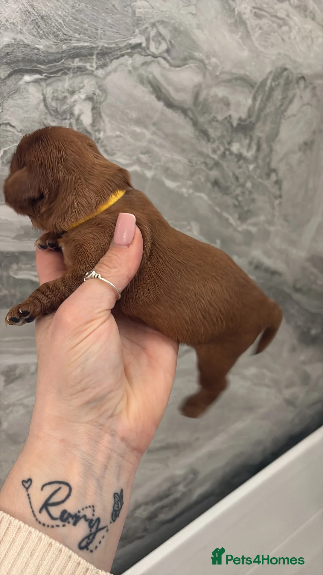 Cavalier King Charles Spaniel dogs for sale: 1 male Beautiful ruby cavalier King Charles - Advert 15