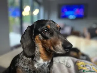 Miniature Dachshund dogs For stud - Advert 11