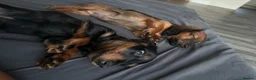 Dachshund dogs for sale: Dacshund boy puppy  - Advert 3