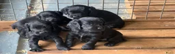Cocker Spaniel dogs for sale: Working Cocker Spaniel Puppies-LAST ONE REMAINING - Advert 1