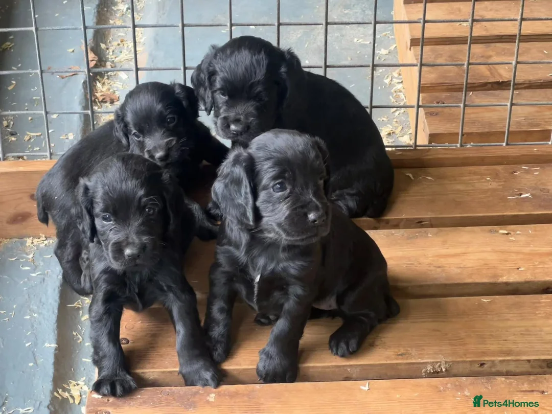 Cocker Spaniel dogs for sale: Working Cocker Spaniel Puppies-LAST ONE REMAINING - Advert 1
