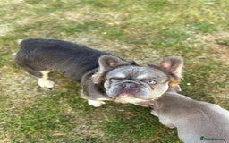 French Bulldog dogs for stud: Mr Fluffy son of Don Corleone  - Image 13