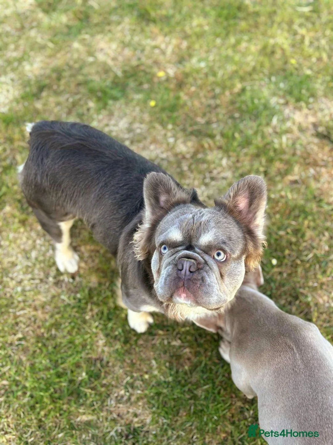 French Bulldog dogs for stud: Mr Fluffy son of Don Corleone  - Advert 13