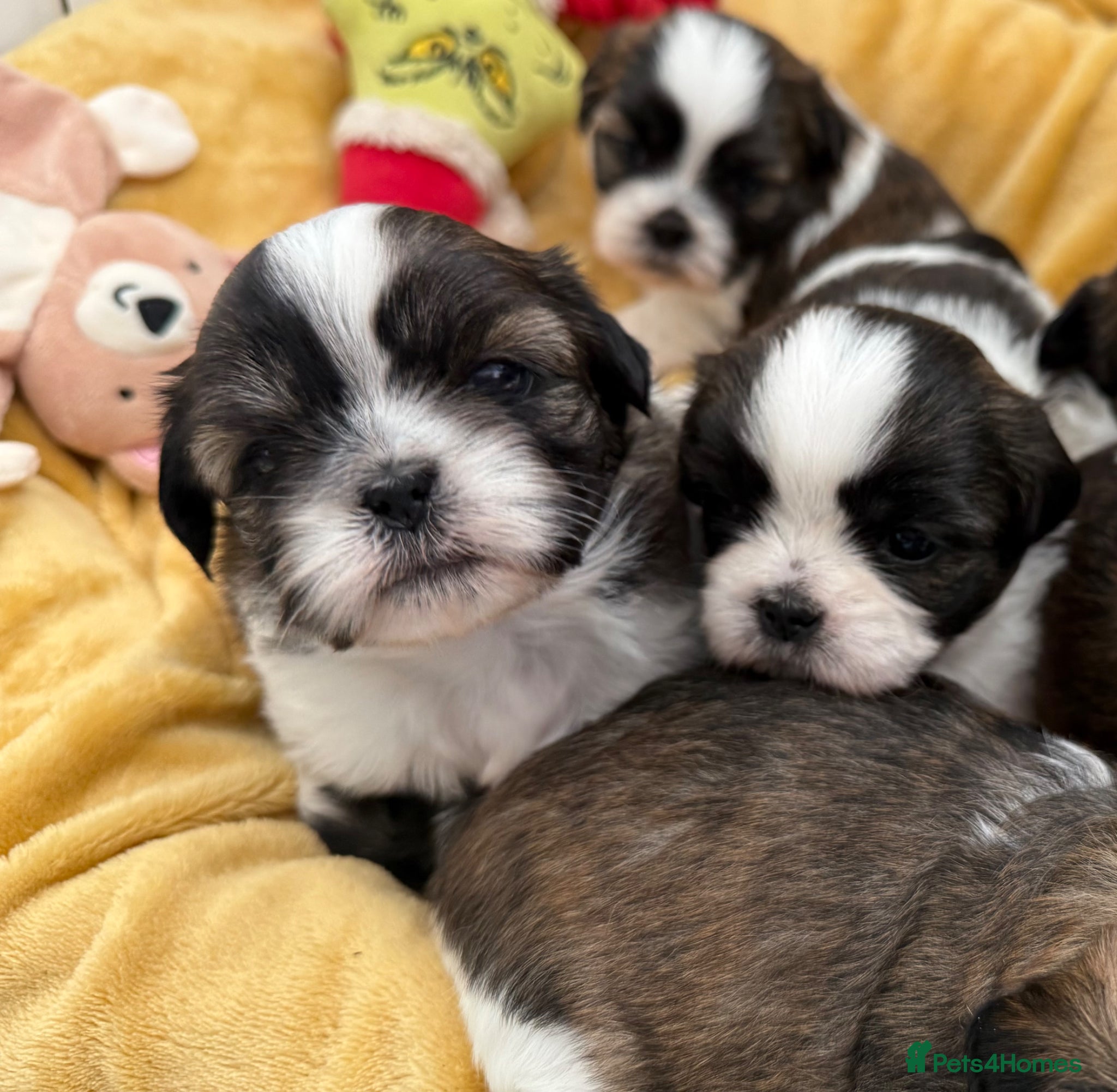 Shih Tzu dogs Purebred Shih Tzu Puppies Looking for Loving Homes - Advert 12