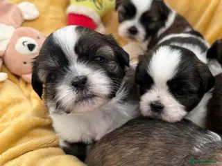 Shih Tzu dogs Purebred Shih Tzu Puppies Looking for Loving Homes - Advert 12
