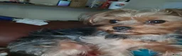 Yorkshire Terrier dogs for sale: Nyla 🖤 beautiful, fun & loving Yorkie 🐶 in Stoke-on-Trent - Advert 22